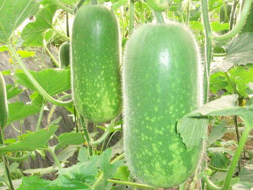 吃瓜网t7wcc在线播放,热门视频一网打尽