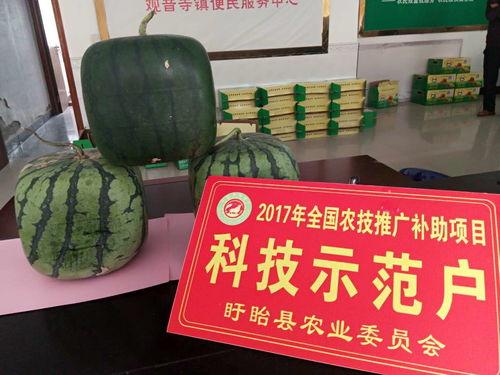 吃瓜免费官网入口,畅享免费瓜子的秘密入口