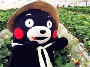 吃瓜熊圈网红事件