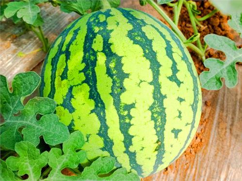 166.cu吃瓜网,揭秘娱乐圈幕后故事，带你领略网络八卦的魅力