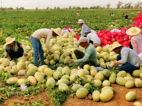 新疆网红吃瓜,瓜香四溢，瓜味无穷