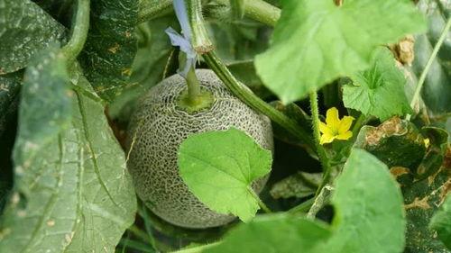 甘肃陇南网红炎阳吃瓜,陇南网红带你领略甘肃特色美食之旅