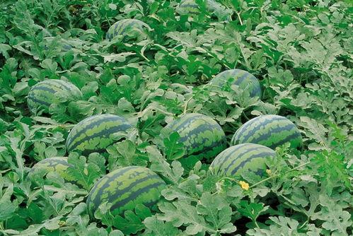 壹臣吃瓜官网入口,揭秘娱乐圈最新热点，带你畅游八卦海洋